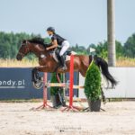 Kupię konia — Ile kosztują konie, czyli konie na sprzedaż tanio